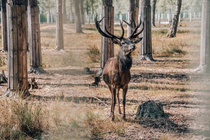 The most interesting places in Belarus: what to see in a week