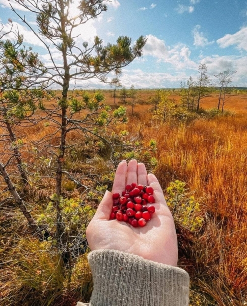 Excursions in Belarus: castles, bison and walks among the stars