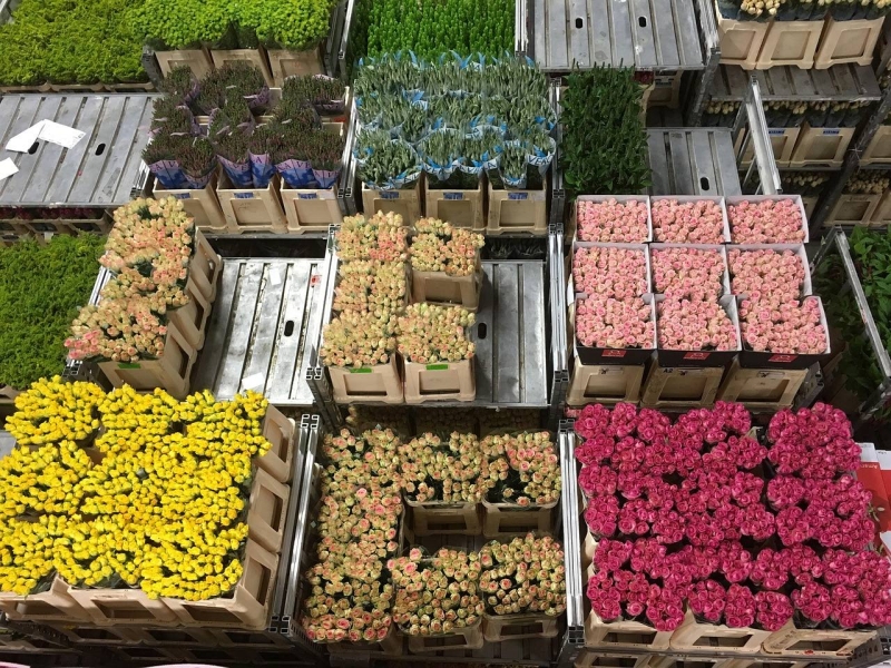 Travel to the Netherlands: The Land of Flowers Articles about everything | Anton Borodachev's Blog