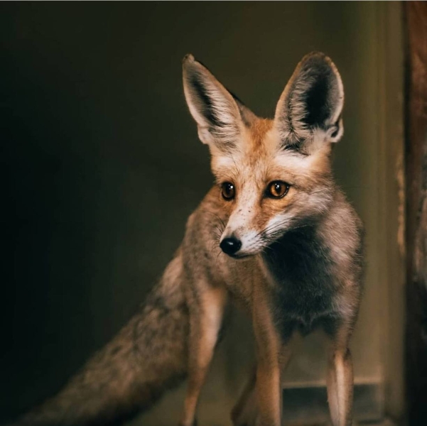 Family holidays in Qatar: where to go with a child in Doha?