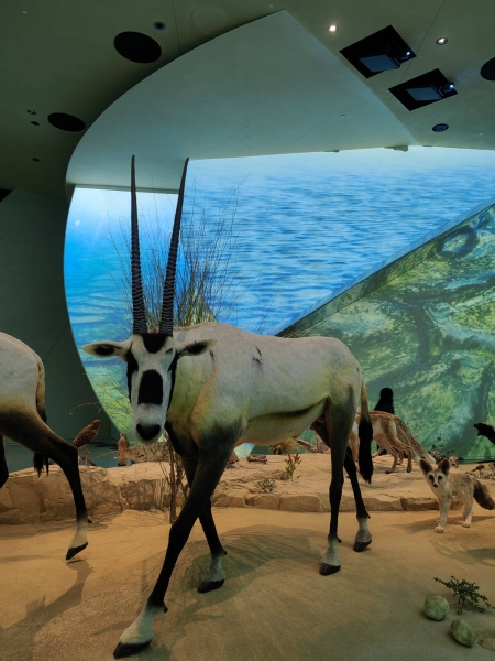 Family holidays in Qatar: where to go with a child in Doha?