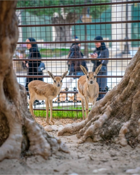 Family holidays in Qatar: where to go with a child in Doha?